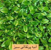 تصویر پنل مصنوعی انبه پرتقال سبز 