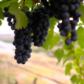 تصویر نهال انگور Moondrope grape