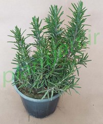 تصویر گیاه رزماری در گلدان سایز ۱۴ 
