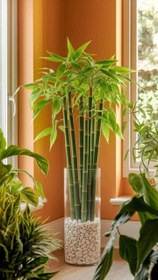 تصویر بامبو لاکی (صاف) 