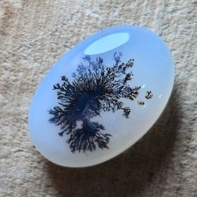 تصویر شجر قائن سوزنی. 