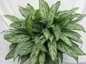 تصویر گیاه اپارتمانی اگلونما رسمی (سایز بزرگ) 