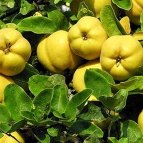 تصویر برگ به 