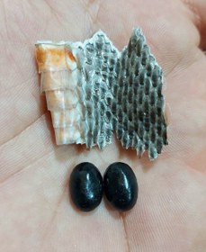 تصویر مهره مار لوبیایی 