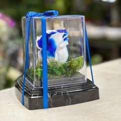 تصویر رز جاودانه سفید آبی 