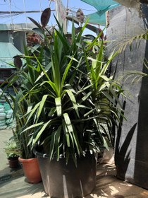 تصویر گیاه یوکا تنه دار 