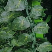 تصویر ریسه های پتوس 