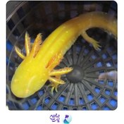 تصویر اکسولوتل سمندر مکزیکی ۲۰ سانت 