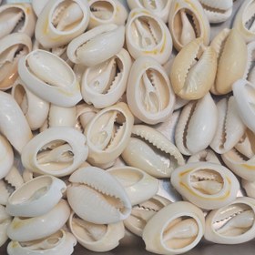 تصویر صدف پرورشی 