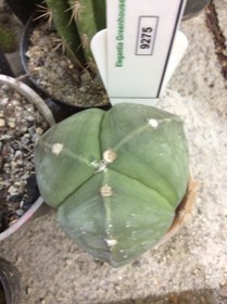 تصویر بذر کاکتوس آستروفیتوم 3 پر ندوم ELG.9275 - بسته 10 عددی Astrophytum myrio. Tricostatum nudm ELG.9275