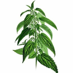 تصویر بذر گزنه 1 گرمی 