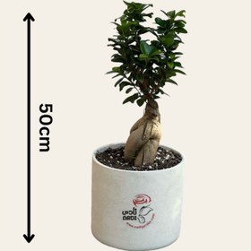 تصویر بونسای فیکوس جنسینگ 