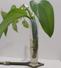 تصویر لوله آزمایش ۱۰۰×۱۶ میلیمتر شفاف نشکن 