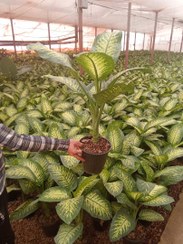 تصویر دیفن باخیا 