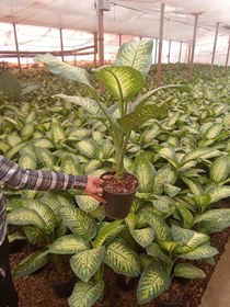 تصویر دیفن باخیا 