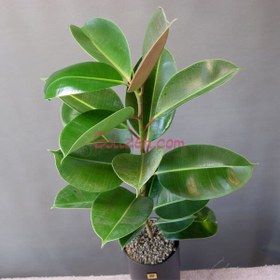 تصویر فیکوس الاستیکا سبز 