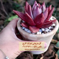 تصویر فروش ساکولنت برای دکوراسیون خانه‌های اجاره‌ای 