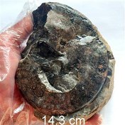 تصویر بزرگترین فسیل سراتیت ایسام جدید کامل نه تکراری 