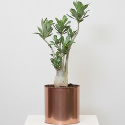 تصویر آدنیوم گلدان فلزی رنگ مسی 