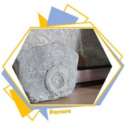 تصویر فسیل آمونیت کرتاسه Ammonites 