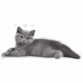 تصویر غذای خشک بچه گربه بریتیش برند رویال کنین 2 کیلوگرم Royal Canin British Shorthair Kitten 2Kg