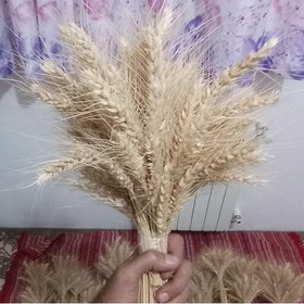 تصویر خوشه گندم طبیعی (دسته گندم خوشه 100شاخه ای )دسته گندم طبیعی برای گلدان و دسته گل 