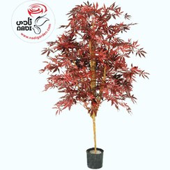 تصویر درخت افرا کانادایی 