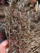 تصویر رزماری 