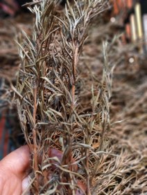 تصویر رزماری 