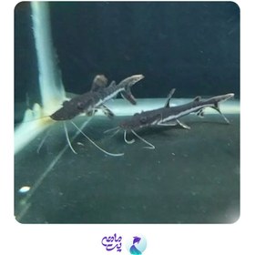 تصویر ماهی دراگون 10-12 سانت 