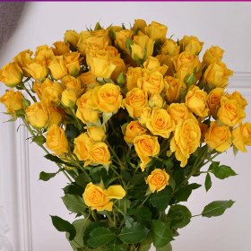 تصویر رز مینیاتوری زرد (1 دسته) 