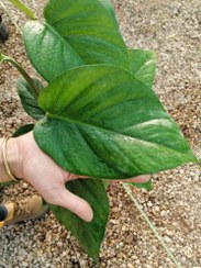 تصویر گیاه پتوس برگ پهن - سبز Epipremnum aureum