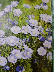 تصویر کتان - رنگ / رنگ Linum usitatisimum