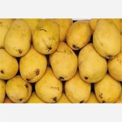 تصویر انبه تازه درجه یک 