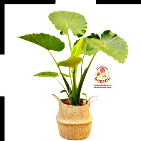 تصویر بابا آدم آلوکازیا گرین Alocasia Plant