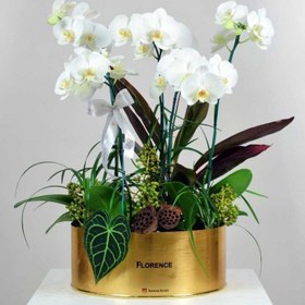 تصویر ارکیده فلونوپسیس 