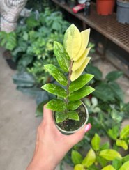 تصویر زاموفیلیا ابلق تایلندی 