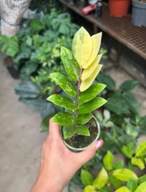 تصویر زاموفیلیا ابلق تایلندی 