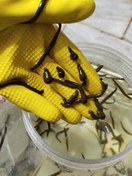 تصویر زالو طبی سایز آرایشی (کوچک) گیرایی بالا پک 100 عددی 