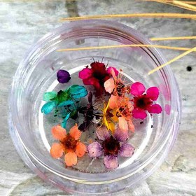 تصویر گل خشک شکوفه پرس نشده 