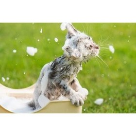 تصویر شامپو گربه حاوی روغن ماکادمیا بیفار (Beaphar Shampoo Macadamia Oil for Cats) 250 میلی لیتر 