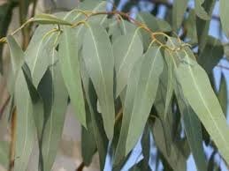 تصویر اکالیپتوس Eucalyptus 