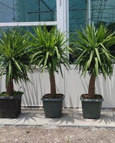 تصویر گیاه یوکا 