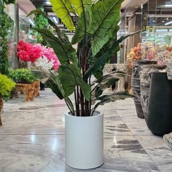 تصویر درختچه بابا آدم (آلوکازیا) مصنوعی 