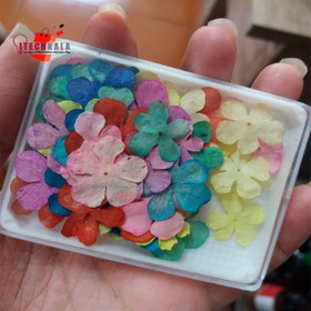 تصویر گل خشک رنگی (20 عددی) 