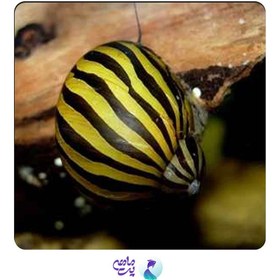 تصویر حلزون زبرا 