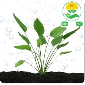 تصویر گیاه اچینودوروس آرجن تیننسیس 