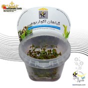 تصویر گیاه لودویجیا ریپنس دیاموند پلنت کد ۶53 Aquarium Plant Ludwigia palustris