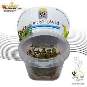 تصویر گیاه لودویجیا ریپنس دیاموند پلنت کد ۶53 Aquarium Plant Ludwigia palustris