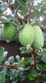 تصویر نهال فوجیا پیوندی 2 ساله Feijoa plant